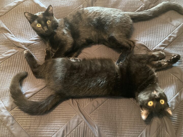Two young black cats who are ALMOST mirror images of each other