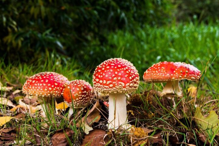 Very poisonous mushrooms - red and white