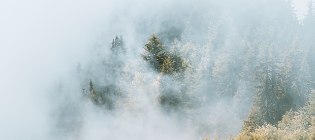 Fog and trees