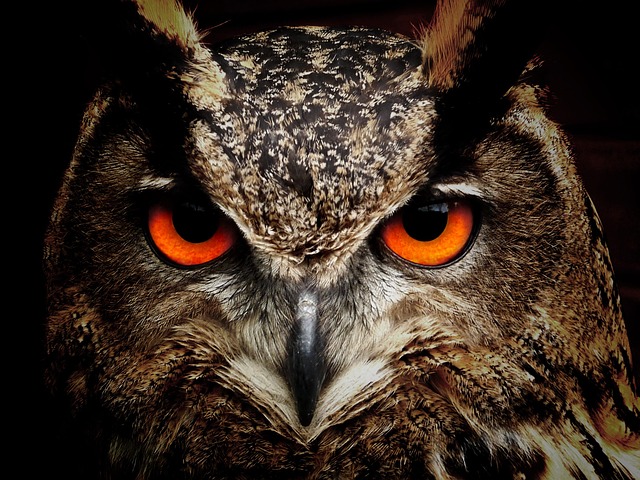 owl with ominous orange eyes